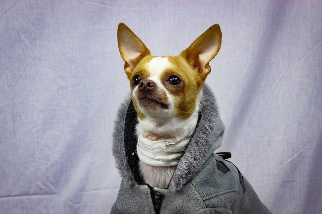 Jakimi metodami chronić psa przed chłodem?